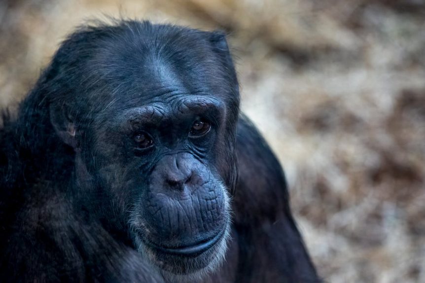 Chimp picture