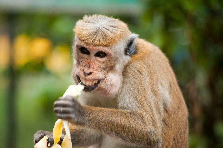 Funny picture of a monkey eating a banana.